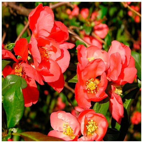    -   (. Chaenomeles Japonica)  10,  260  MagicForestSeeds