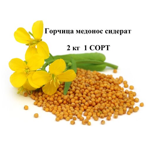 Сидерат Горчица желтая медонос 2 кг / 1 сорт всхожесть полная 465р