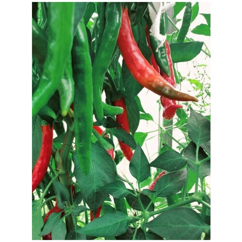    Guntur chili /  , 5  288