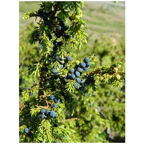     () / Juniperus sibirica Burgsd, 30 ,  356   Shop