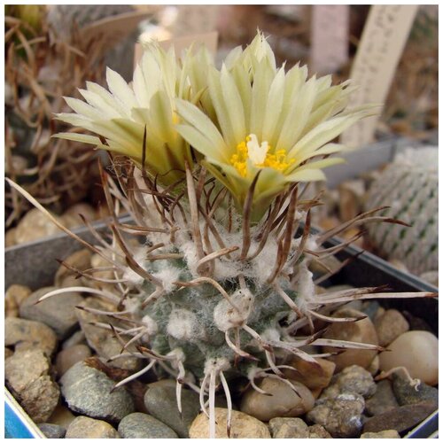     Turbinicarpus flaviflorus TCG-13001 10 . 350