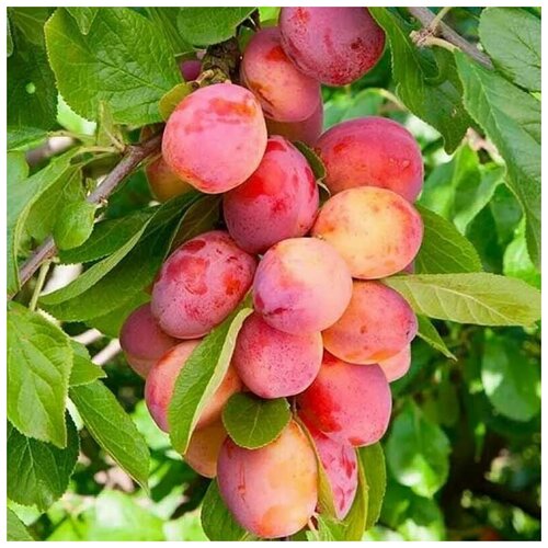   (. Prunus cerasifera)  5 450