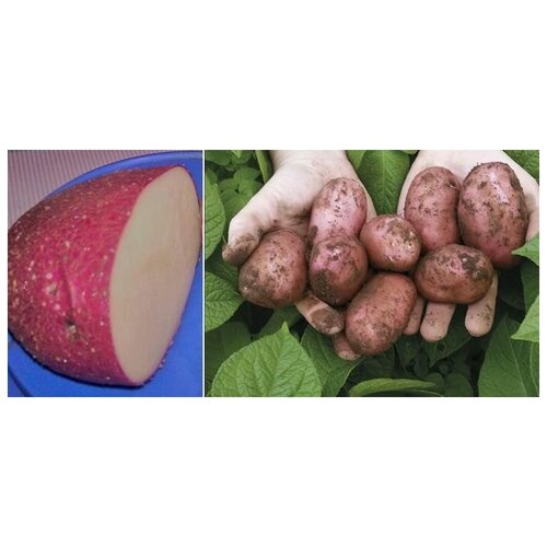 Картофель семенной селекционный сортовой Сарпо Мира клубни 1 кг 490р