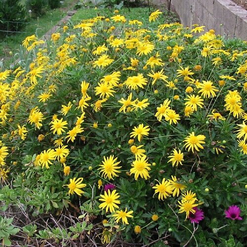    (. Euryops pectinatus)  50,  380  MagicForestSeeds