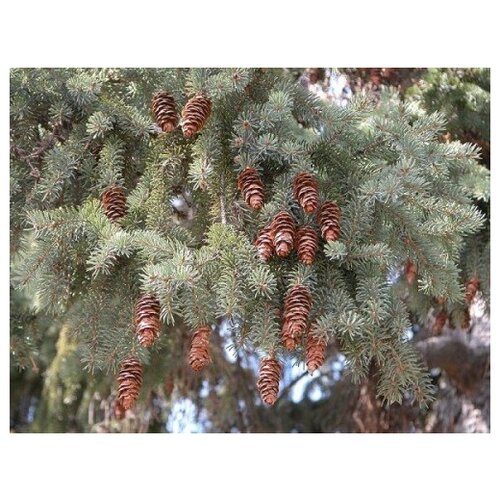    -   (. Picea glauca)  30,  350  MagicForestSeeds