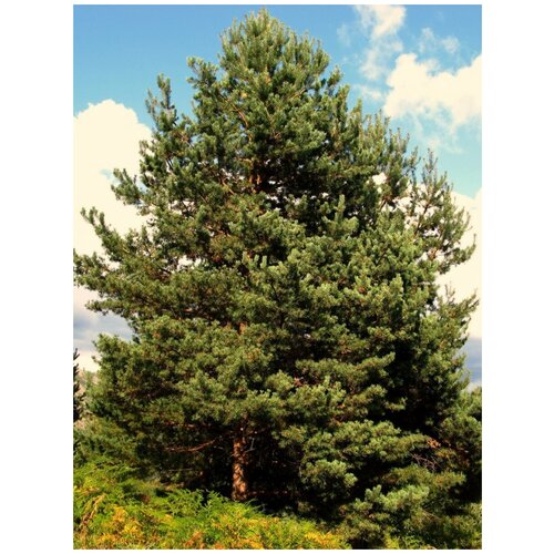 Семена Сосна обыкновенная / Pinus sylvestris, 55 штук 338р