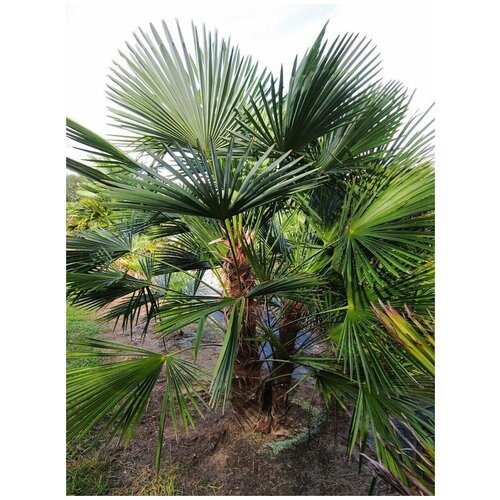Семена Пальма Трахикарпус форчуна / Китайская веерная пальма / Trachycarpus fortunei, 30 штук 1170р