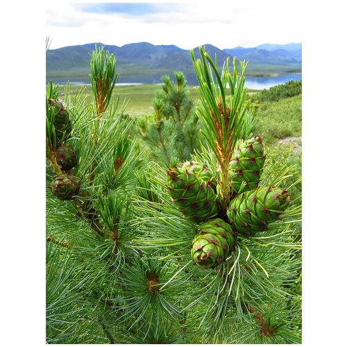 Семена Кедровый стланик / Pinus pumila, 30 штук 356р