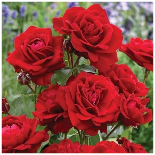 Роза флорибунда Лили Марлен ( 20-40 см С3,5 ) 2108р