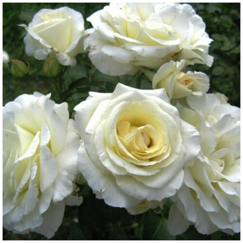 Роза плетистая Шнеевальцер ( 20-40 см С3,5 ) 2108р