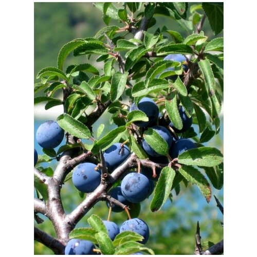 Семена Тёрн (слива колючая) / Prunus spinosa, 10 штук 405р
