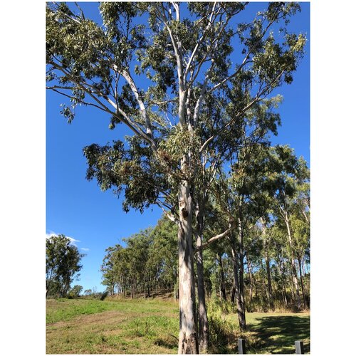    (. Eucalyptus tereticornis)  500 370