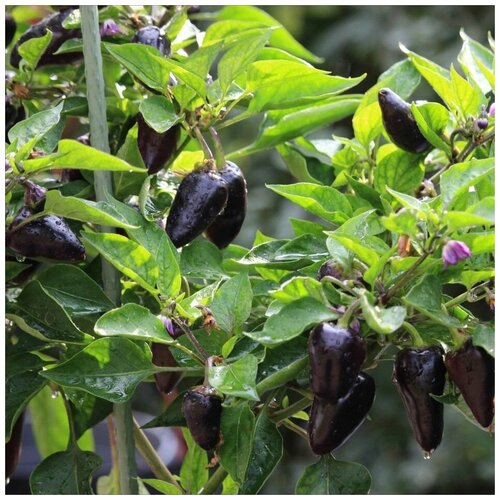 Семена Орешка Перец острый Jalapeno purple 5 шт. 320р