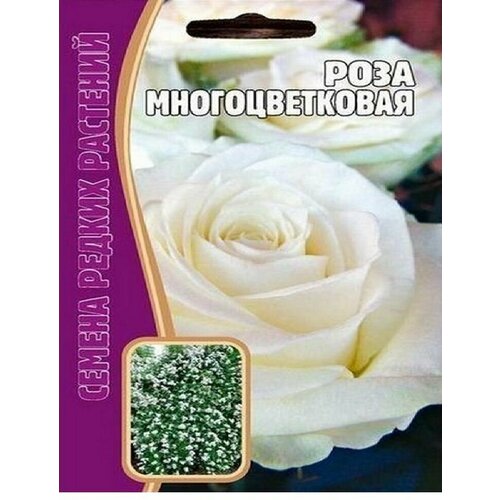 Редкие растения Роза многоцветковая белая (5 семян в упаковке) 266р