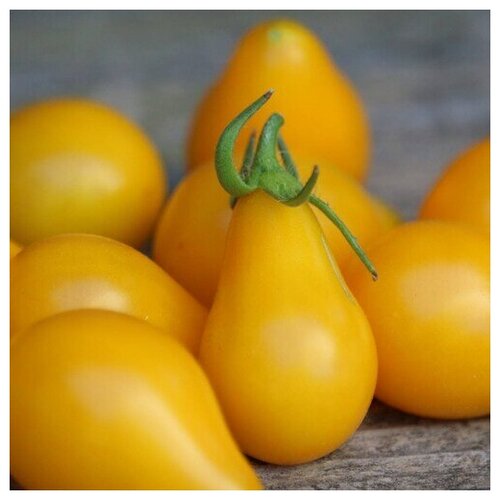     (. Tomato Yellow Pear)  10,  310  MagicForestSeeds