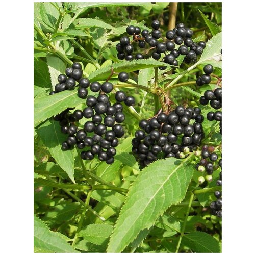 Семена Бузина черная / Sambucus nigra, 30 штук 351р