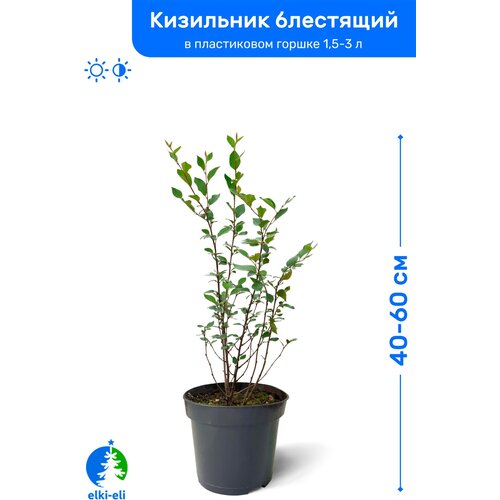 Кизильник блестящий 40-60 см в пластиковом горшке 1,5-3 л, саженец, лиственное живое растение 845р