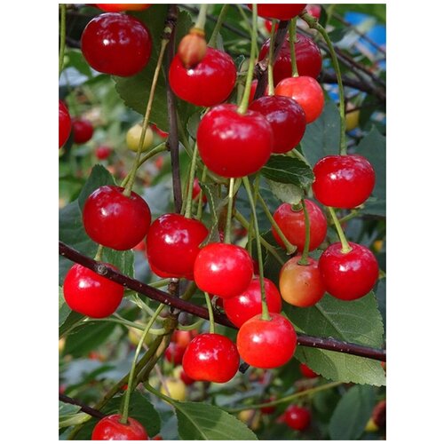      / Prunus cerasus amorel rozovaya, 15  300
