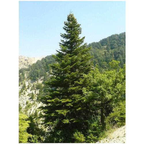    -   - (. Abies cephalonica)   25,  360  MagicForestSeeds