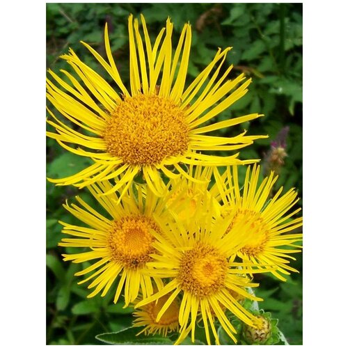    /   / Inula helenium, 60  300