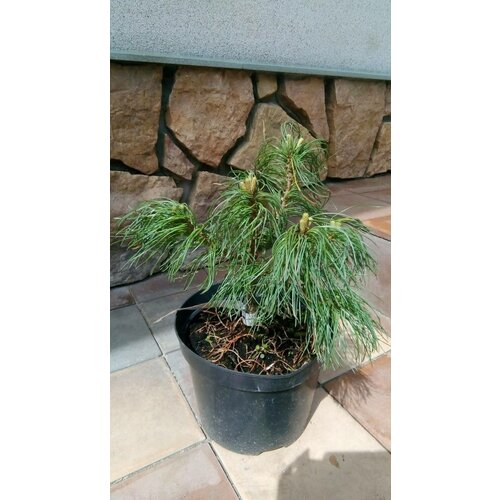 Сосна стробус Тини Кёрлс. Ф-20см Pinus strobus Tiny Curls 4590р
