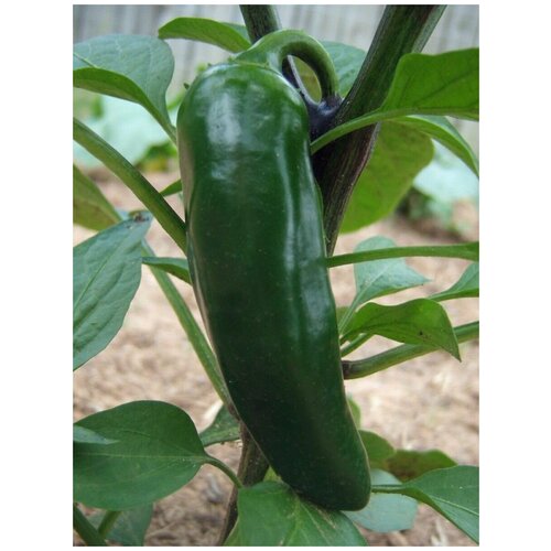     Jalapeno giant red (  ), 5 ,  315   Shop