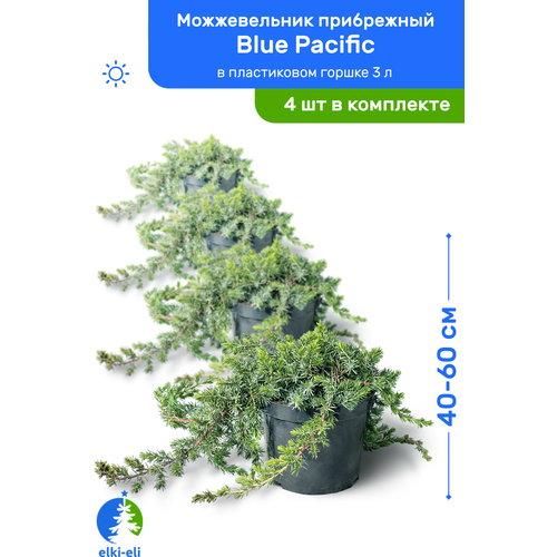 Можжевельник прибрежный Blue Pacific (Блю Пацифик) 40-60 см в пластиковом горшке 3 л, саженец, хвойное живое растение, комплект из 4 шт 9400р