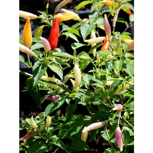 Семена Острый перец Aji Omnicolor (Аджи разноцветный), 5 штук 290р
