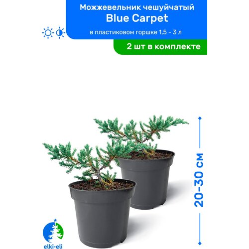 Можжевельник чешуйчатый Blue Carpet (Блю Карпет) 20-30 см в пластиковом горшке 0,9-3 л, саженец, хвойное живое растение, комплект из 2 шт 2390р