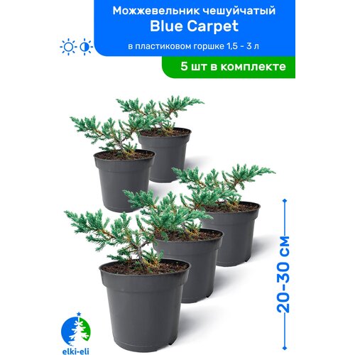 Можжевельник чешуйчатый Blue Carpet (Блю Карпет) 20-30 см в пластиковом горшке 0,9-3 л, саженец, хвойное живое растение, комплект из 5 шт 5475р