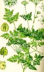 купить Болиголов крапчатый (очень ядовитое растение!!!) онлайн