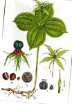 купить Вороний глаз четырехлистный (очень ядовитое растение, особенно ягоды и корневище!)  онлайн