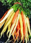 купить Морковь обыкновенная онлайн