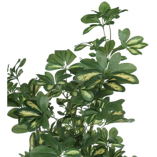Nobilis Marco Plants    H180 15083
