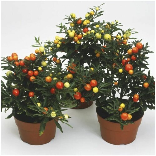   (Solanum capsicastrum) 4 .. 460