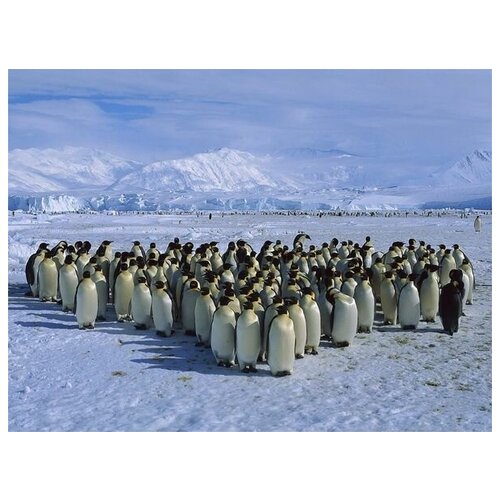      (Emperor penguins) 3 40. x 30. 1220