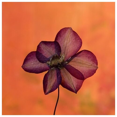         (Burgundy flower on orange background) 60. x 60. 2570