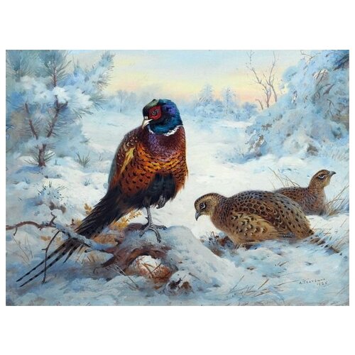     (Pheasant) 4 67. x 50. 2470