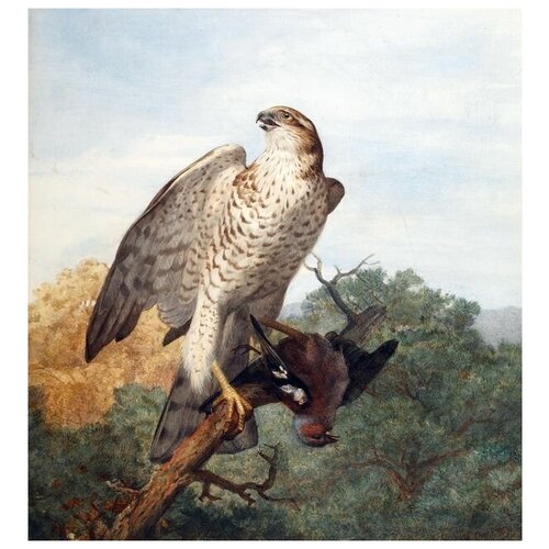     (Hawk) 5 50. x 54. 2090