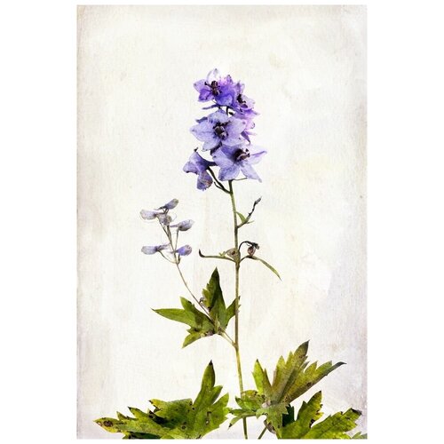      (Blue flower) 2 50. x 75. 2690