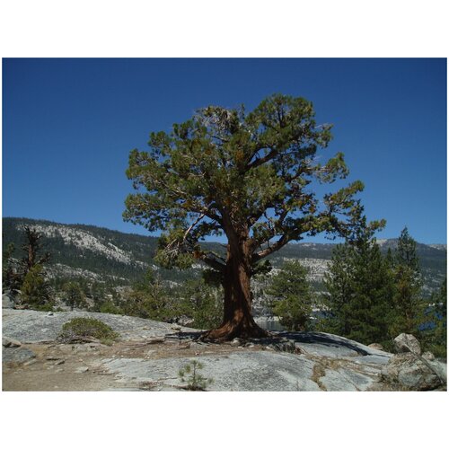   (. Juniperus occidentalis)  5    25 420