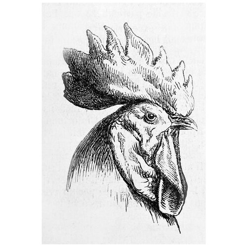     (Cock) 30. x 44. 1330