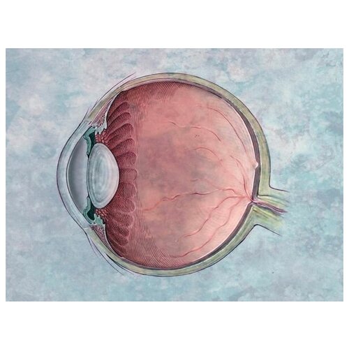      (Eye structure) 2 40. x 30. 1220