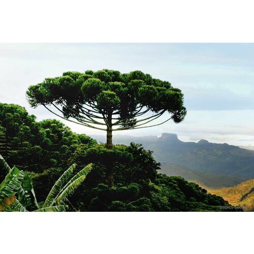   (. Araucaria angustifolia)  1 700