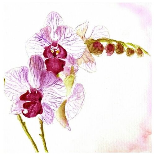      (White orchids) 2 50. x 51. 2030