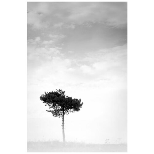     (Tree) 25 30. x 45. 1340