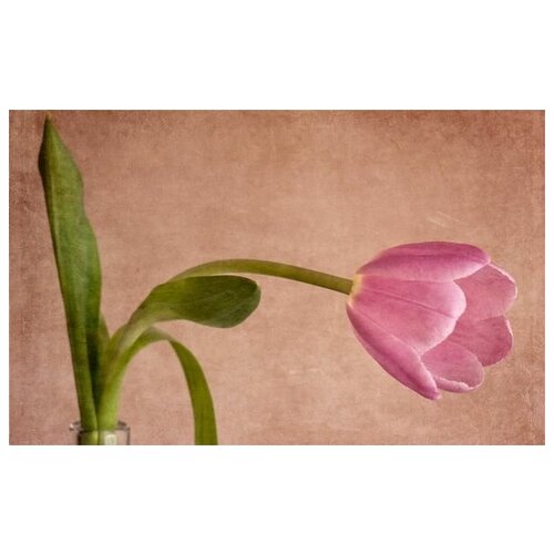     (Tulip) 3 64. x 40. 2060