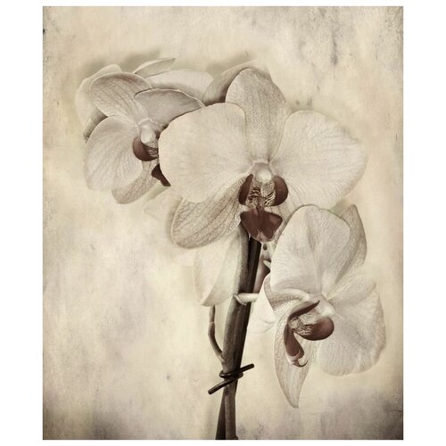     (Orchids) 2 40. x 48. 1680