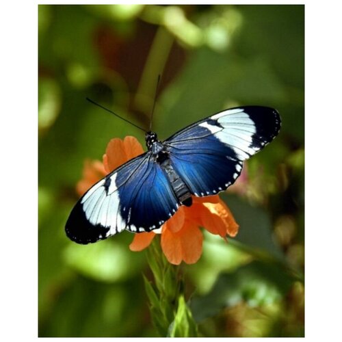     (Butterfly) 5 30. x 38. 1200