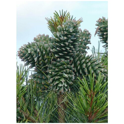    / Pinus koraiensis, 45  1121